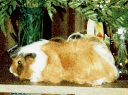 4. Picture